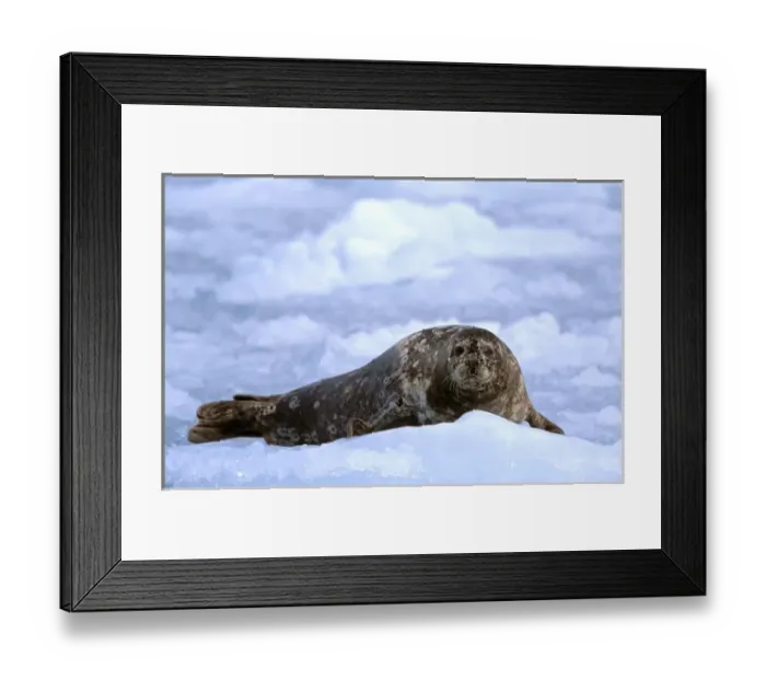 Framed Print : North America, USA, Alaska, Prince William Sound, Chenega Glacier. Harbor seal (Phoca
