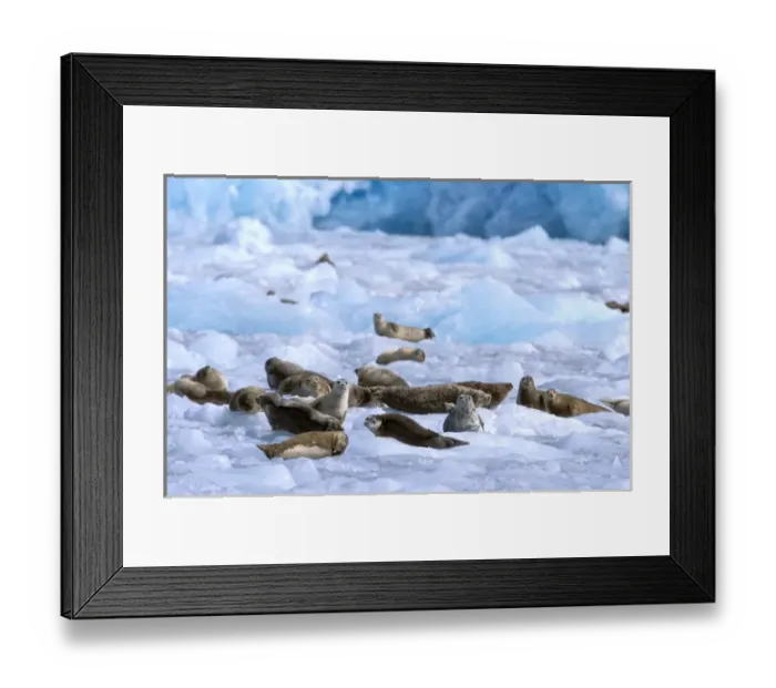 Framed Print : North America, USA, Alaska, Prince William Sound, Chenega Glacier. A group of harbor seals