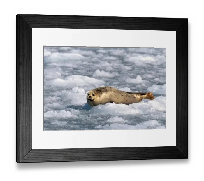 Framed Print : North America, USA, Alaska, Prince William Sound, Chenega Glacier. A harbor seal Framed Print : North America, USA, Alaska, Prince William Sound, Chenega Glacier. A harbor seal