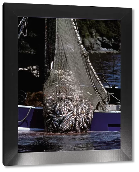 North America, USA, Alaska, Prince William Sound. Purse seiner hauls in a net load