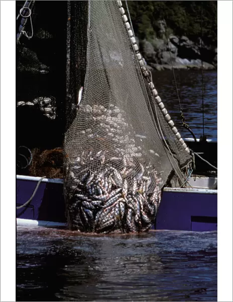 North America, USA, Alaska, Prince William Sound. Purse seiner hauls in a net load