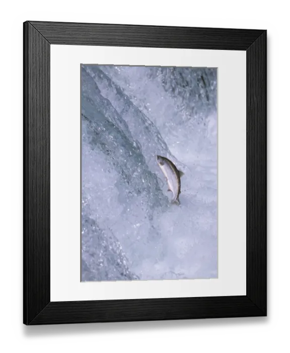 Framed Print : North America, USA, Alaska, Katmai National Park. Sockeye Salmon (Oncorhynchus nerka)