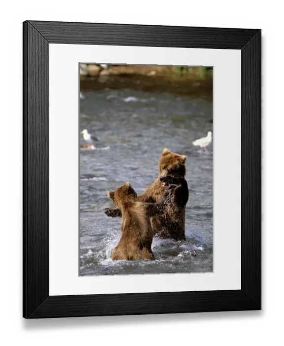 Framed Print : North America, USA, Alaska, Katmai National Park. Pair of Brown Bears battle for
