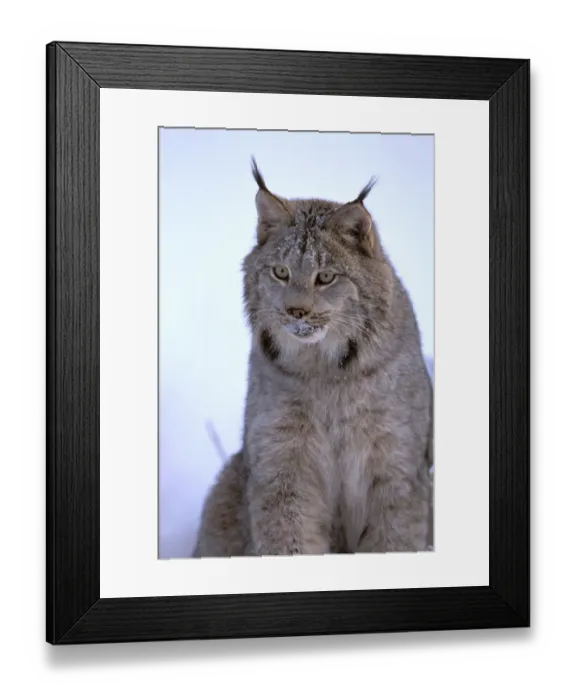Framed Print : North America, USA, Alaska, Haines. Lynx (Felis lynx)