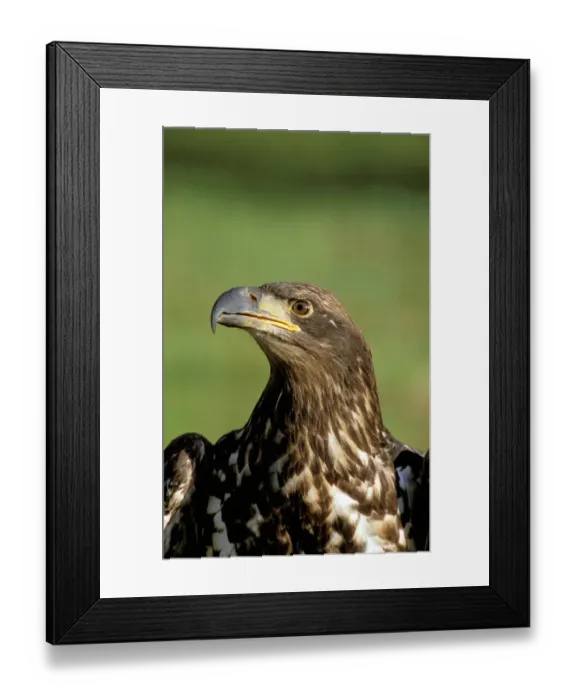 Framed Print : North America, USA, Alaska, Denali National Park. Immature bald eagle (Haliaeetus