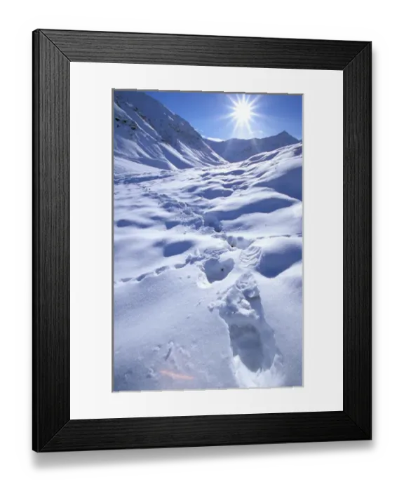 Framed Print : North America, USA, Alaska, Brooks Range. Grizzly Bear (Ursus arctos) in the first