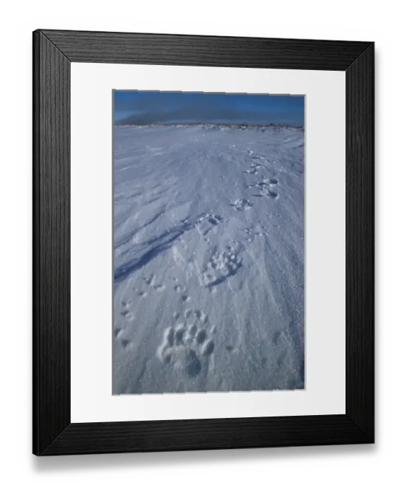 Framed Print : North America, USA, Alaska, Arctic Coastal Plain. Fresh Grizzly Bear (Ursus arctos)