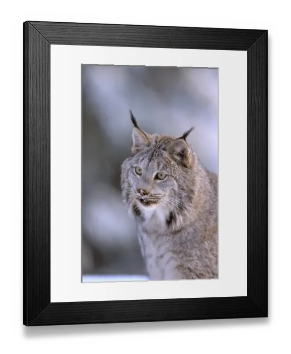 Framed Print : North America, USA, Alaska, Haines. Lynx (Felis lynx)