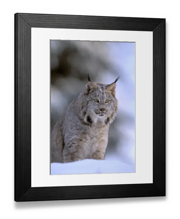 Framed Print : North America, USA, Alaska, Haines. Lynx (Felis lynx)