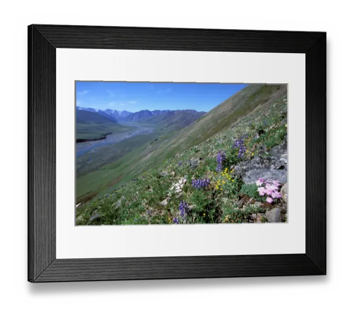 Framed Print : North America, USA, Alaska, Arctic National Wildlife Refuge. Wildflowers cover