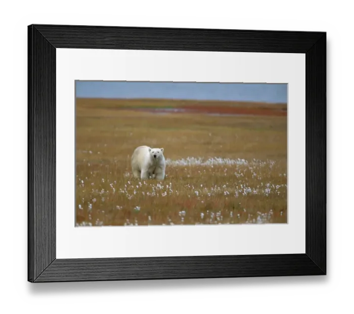 Framed Print : North America, USA, Alaska, Arctic National Wildlife Refuge. A polar bear looks up