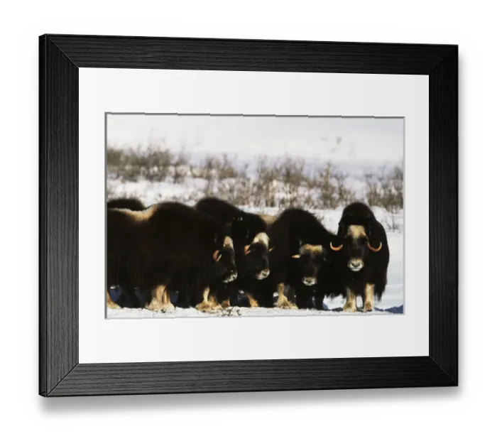 Framed Print : USA, Alaska, Arctic National Wildlife Refuge, Musk ox bulls standing in snow Framed Print : USA, Alaska, Arctic National Wildlife Refuge, Musk ox bulls standing in snow