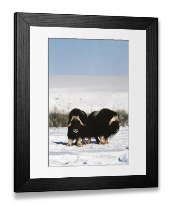 Framed Print : USA, Alaska, Alaska North Slope, Arctic National Wildlife Refuge, Musk ox bulls standing Framed Print : USA, Alaska, Alaska North Slope, Arctic National Wildlife Refuge, Musk ox bulls standing