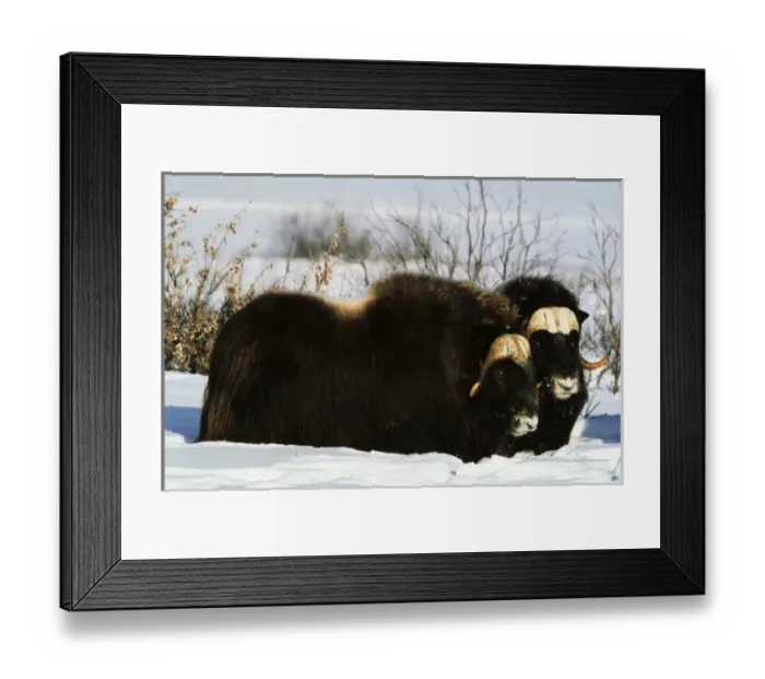 Framed Print : USA, Alaska, Alaska North Slope, Arctic National Wildlife Refuge, Musk ox bulls standing