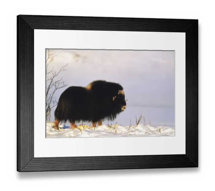 Framed Print : USA, Alaska, Alaska North Slope, Arctic National Wildlife Refuge, Musk ox bull standing