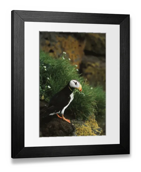 Framed Print : USA, Alaska, Pribilof Island, St. Paul Island, Horned Puffin on rock, close-up Framed Print : USA, Alaska, Pribilof Island, St. Paul Island, Horned Puffin on rock, close-up