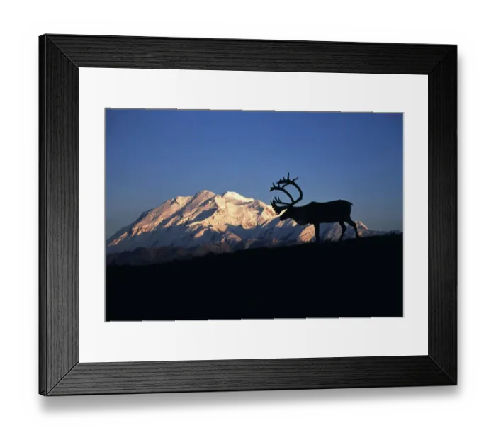 Framed Print : USA, Alaska, Denali National Park And Preserve, Caribou in front of Mt. McKinley Framed Print : USA, Alaska, Denali National Park And Preserve, Caribou in front of Mt. McKinley