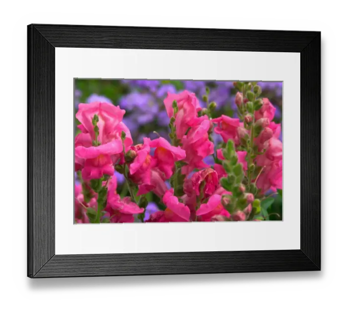 Framed Print : N. A. USA, Alaska. Snapdragons and ageretum in display garden Framed Print : N. A. USA, Alaska. Snapdragons and ageretum in display garden