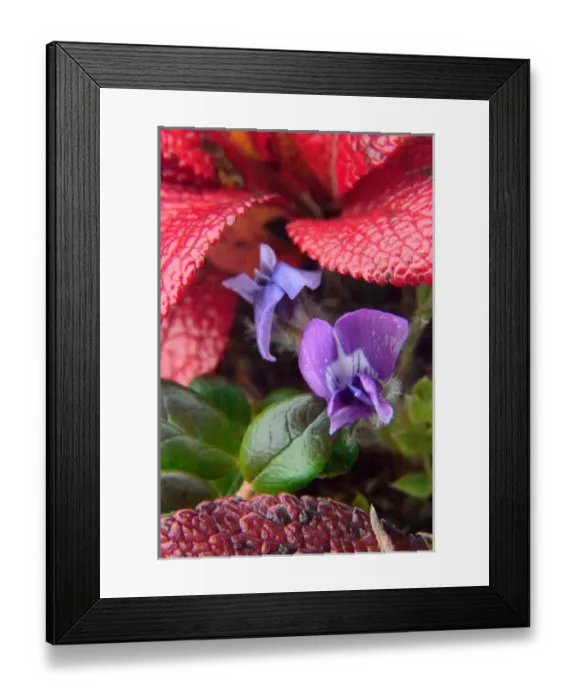 Framed Print : N. A. USA, Alaska. Violets in the Alaska tundra Framed Print : N. A. USA, Alaska. Violets in the Alaska tundra