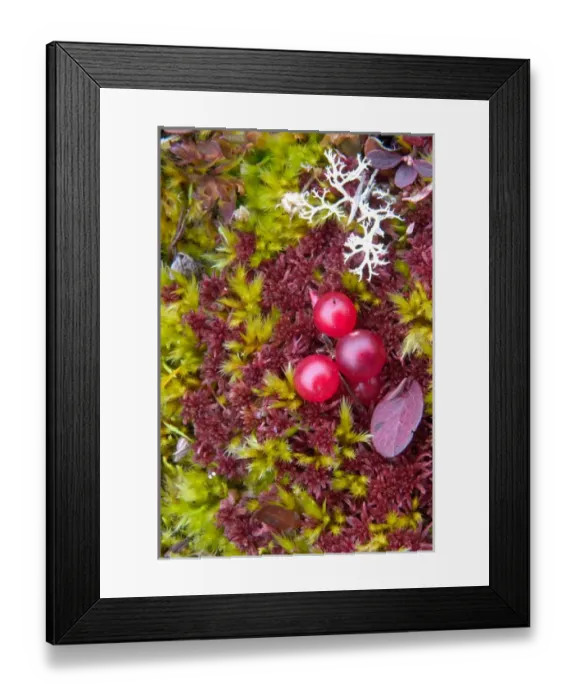 Framed Print : N. A. USA, Alaska. Alaska tundra Framed Print : N. A. USA, Alaska. Alaska tundra