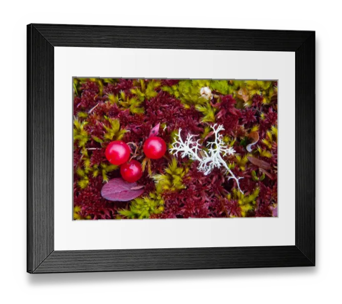 Framed Print : N. A. USA, Alaska. Alaska tundra Framed Print : N. A. USA, Alaska. Alaska tundra