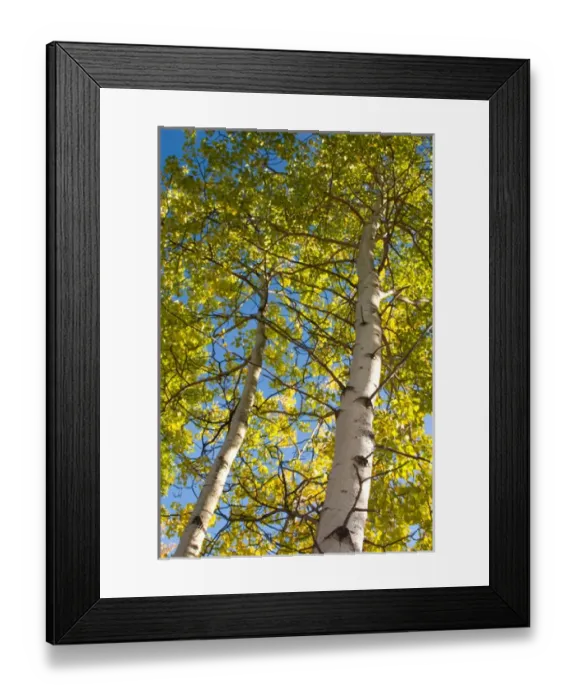 Framed Print : N. A. USA, Alaska. Aspen trees in autumn