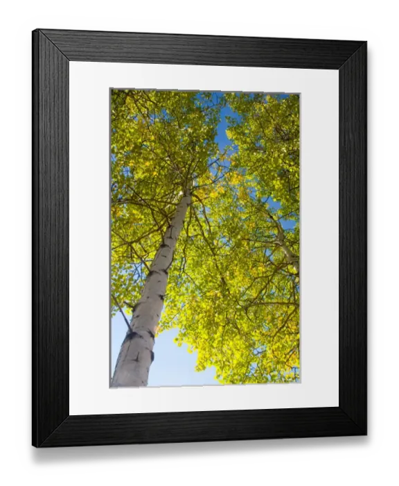 Framed Print : N. A. USA, Alaska. Aspen trees in autumn