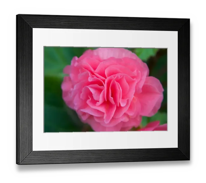 Framed Print : N. A. USA, Alaska. A pink begonia closeup Framed Print : N. A. USA, Alaska. A pink begonia closeup