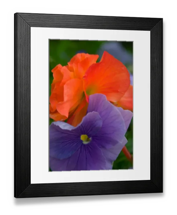 Framed Print : N. A. USA, Alaska. Colorful pansies in a garden Framed Print : N. A. USA, Alaska. Colorful pansies in a garden