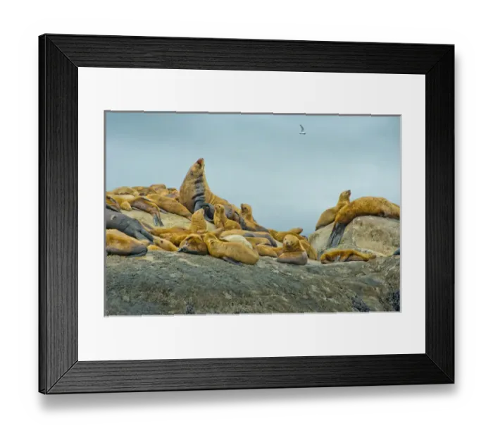 Framed Print : North America, United States, US, Northwest, Pacific Northwest, West, Alaska, Glacier Bay Framed Print : North America, United States, US, Northwest, Pacific Northwest, West, Alaska, Glacier Bay