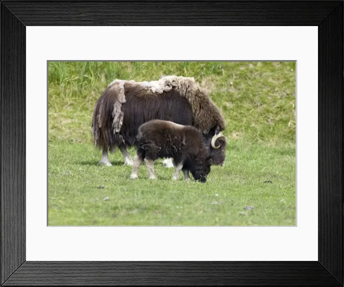 Framed Print : Arctic National Wildlife Refuge, Alaska Framed Print : Arctic National Wildlife Refuge, Alaska