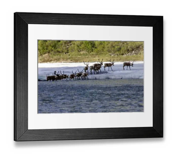 Framed Print : Caribou (Rangifer tarandus) emerge from the Kongakut River - Arctic National Wildlife Refuge Framed Print : Caribou (Rangifer tarandus) emerge from the Kongakut River - Arctic National Wildlife Refuge
