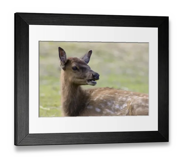 Framed Print : Sitka black-tailed deer (Odocoileus hemionus sitkensis) Framed Print : Sitka black-tailed deer (Odocoileus hemionus sitkensis)