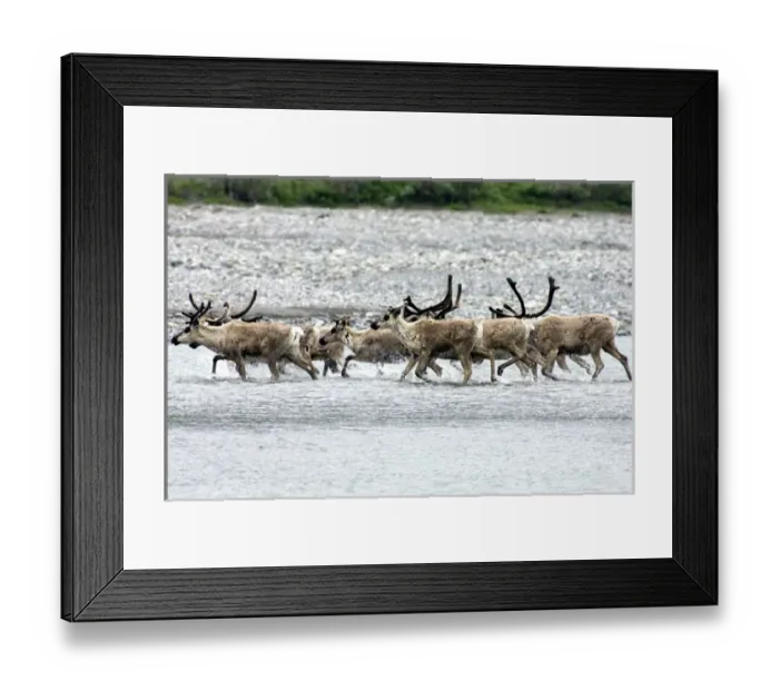 Framed Print : Caribou cross the icy Kongakut River as they migrate to the Arctic plain - Arctic Framed Print : Caribou cross the icy Kongakut River as they migrate to the Arctic plain - Arctic