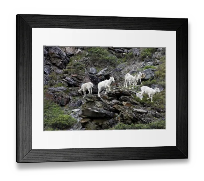 Framed Print : Dall Sheep (Ovis Dalli Dalli) group with a lamb traversing rocks on a steep cliff
