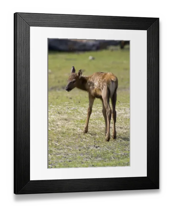Framed Print : Sitka black-tailed deer (Odocoileus hemionus sitkensis) Framed Print : Sitka black-tailed deer (Odocoileus hemionus sitkensis)