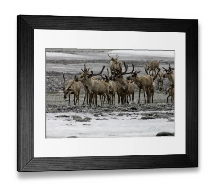 Framed Print : Caribou (Rangifer tarandus) Migrating Along the Kongakut River - Arctic National Wildlife Refuge Framed Print : Caribou (Rangifer tarandus) Migrating Along the Kongakut River - Arctic National Wildlife Refuge