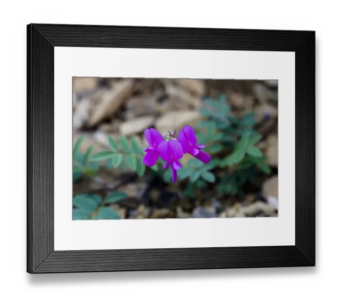 Framed Print : Northern Sweet Pea (Hedysarum boreale) - Arctic National Wildlife Refuge, Alaska Framed Print : Northern Sweet Pea (Hedysarum boreale) - Arctic National Wildlife Refuge, Alaska