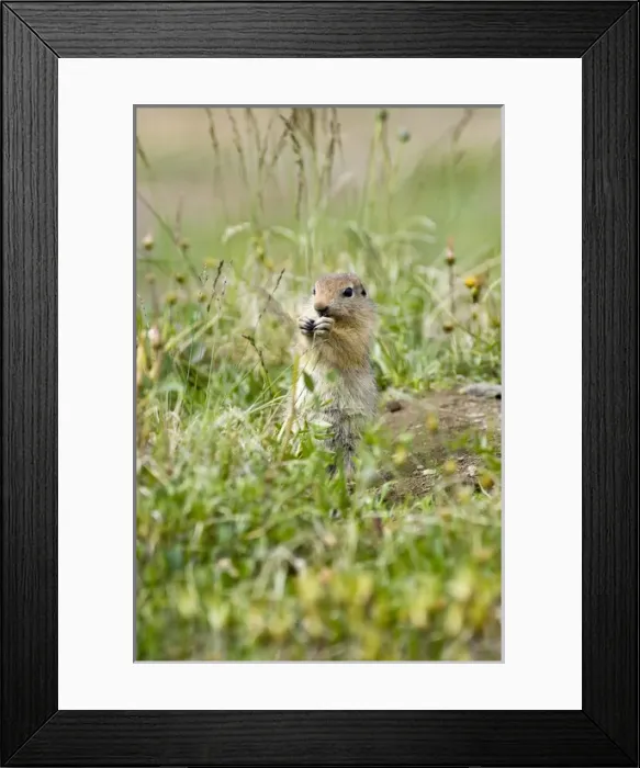 Framed Print : Juvenile Arctic Ground Squirrel Feeding (Spermophilus parryii) - Arctic National Wildlife Refuge Framed Print : Juvenile Arctic Ground Squirrel Feeding (Spermophilus parryii) - Arctic National Wildlife Refuge