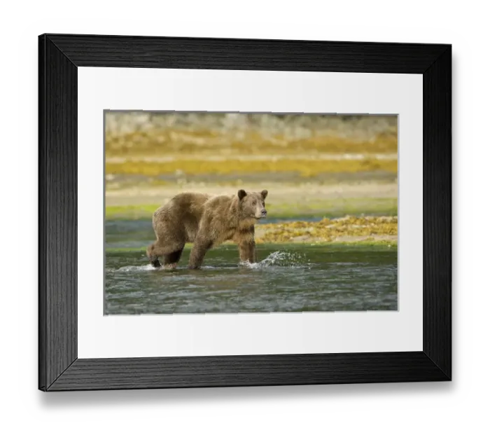 Framed Print : Hallo Bay, Katmai National Park, Alaska, Brown bear, or Coastal Grizzly Bear, Ursus arctos Framed Print : Hallo Bay, Katmai National Park, Alaska, Brown bear, or Coastal Grizzly Bear, Ursus arctos