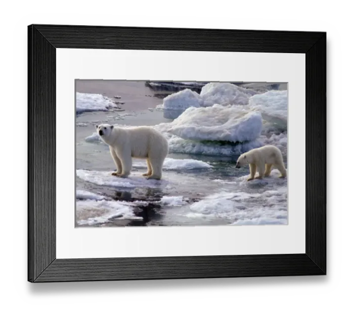 Framed Print : North Armerica, Arctic. Polar bear and cub Framed Print : North Armerica, Arctic. Polar bear and cub
