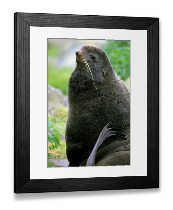 Framed Print : North America, Alaska, St. Paul Island. Northern Fur Seal