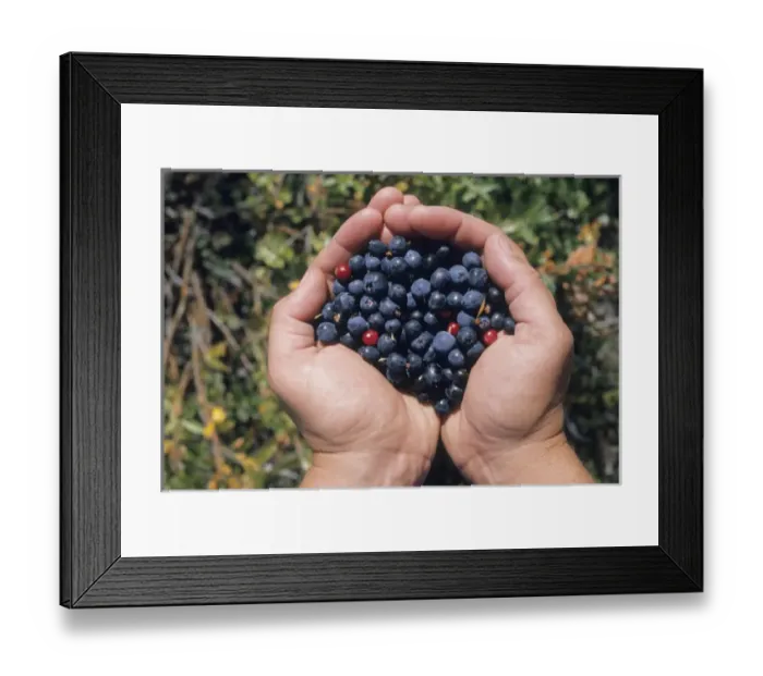 Framed Print : USA, Alaska, Fall berrypicking, Glenn Highway, East of Anchorage, September Framed Print : USA, Alaska, Fall berrypicking, Glenn Highway, East of Anchorage, September