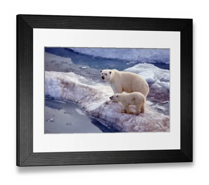 Framed Print : North America, Arctic. Polar bear and cub Framed Print : North America, Arctic. Polar bear and cub