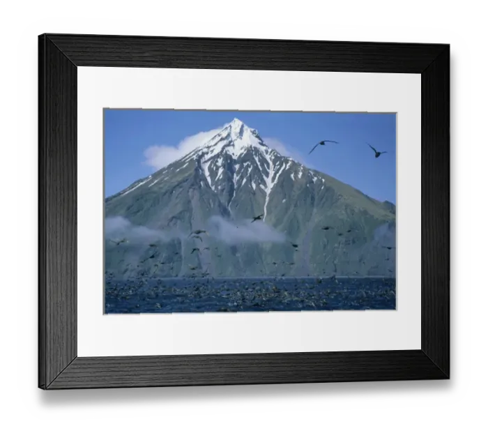Framed Print : Northern Fulmars in flight below Chagulak Volcano, Aleutian Islands, Alaska, USA