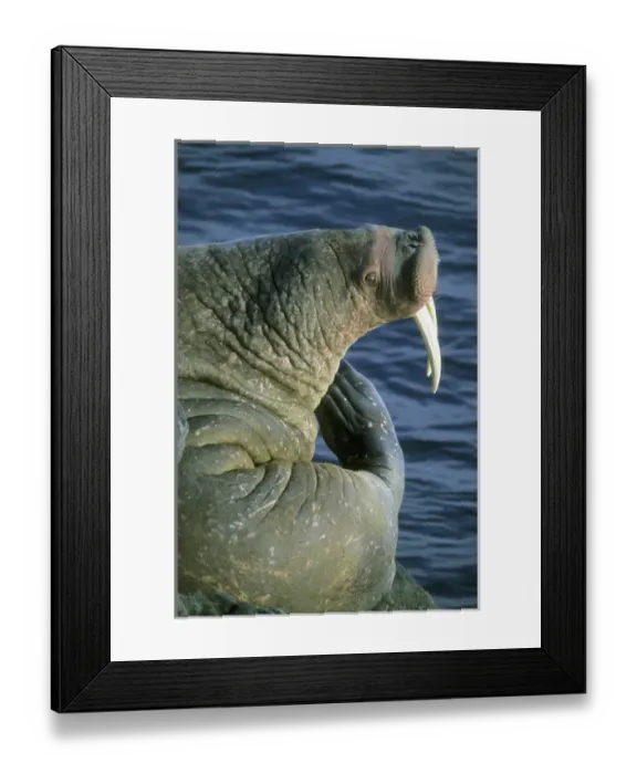 Framed Print : Pacific Walrus (Odobenus rosmarus) Males gather at summer haulout, Round Island