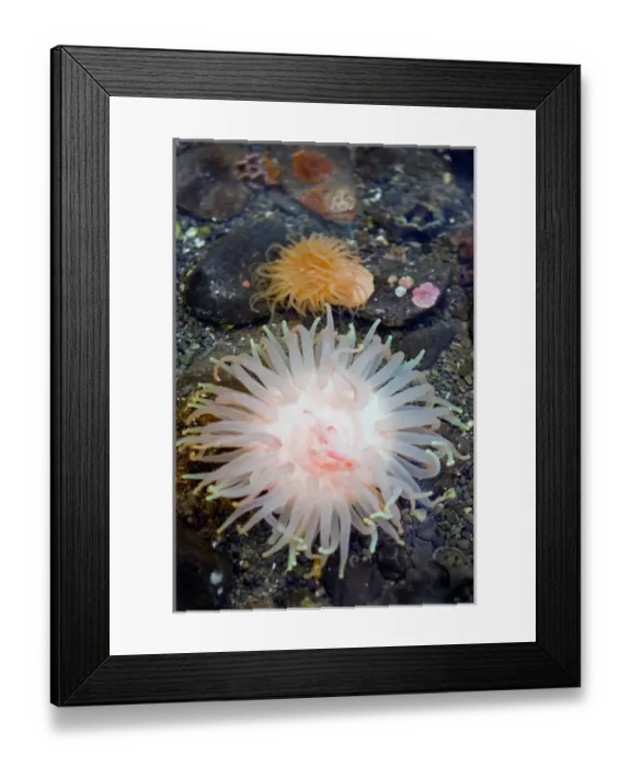 Framed Print : Crimson anemone which can be found from Alaska to Washington State and can reach
