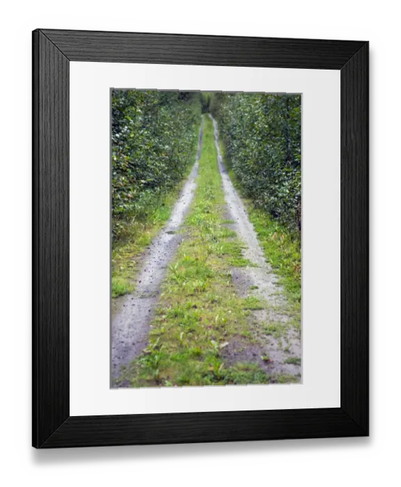 Framed Print : Trail in the wilderness near Hope in the Kenai Peninsula, Alaska Framed Print : Trail in the wilderness near Hope in the Kenai Peninsula, Alaska