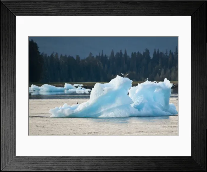 Framed Print : Alaska. Gulls on iceberg in LeConte Bay, Southeast Alaska Framed Print : Alaska. Gulls on iceberg in LeConte Bay, Southeast Alaska