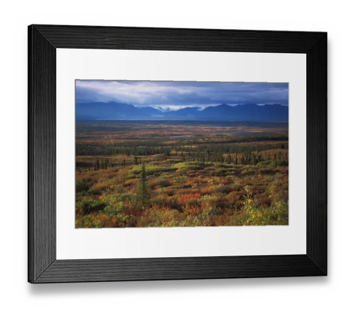 Framed Print : North America, USA, Alaska. The start of fall colors off the Old Denali Highway
